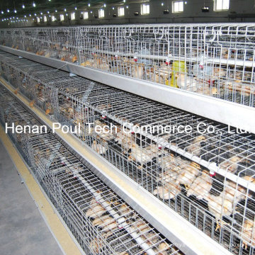 Poultry Farm Little Chicken Cage (galvanisation)